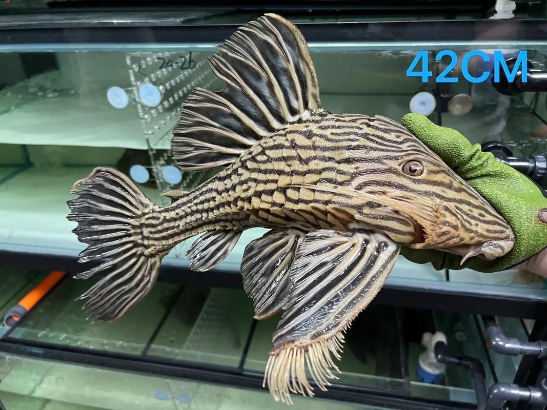 如何辨別綠皮皇冠豹魚的品相？，龍魚缸品牌十大排名榜有哪些綠皮皇冠豹品相評分表 如何辨別綠皮皇冠豹魚的品相？，龍魚缸品牌十大排名榜有哪些綠皮皇冠豹品相評分表 龍魚百科 第10張