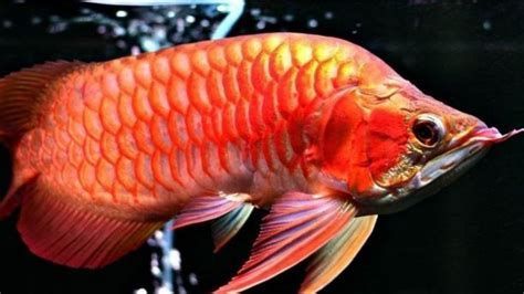 被龍魚咬了會有事嗎，被龍魚咬了會有事嗎，