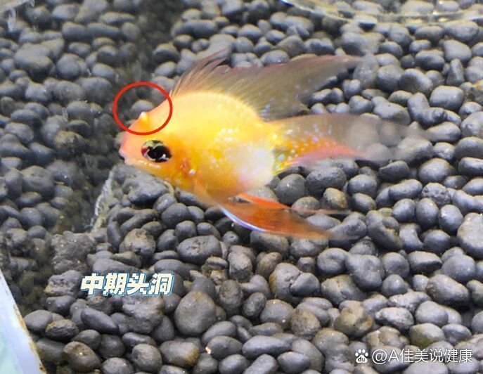 龍魚腸炎用藥多久見效，龍魚腸炎用藥多久見效，龍魚腸炎期間需要停食多久？