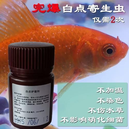 如何判斷觀賞魚是否感染了寄生蟲？，如何判斷觀賞魚是否感染了寄生蟲 如何判斷觀賞魚是否感染了寄生蟲？，如何判斷觀賞魚是否感染了寄生蟲 龍魚百科 第4張