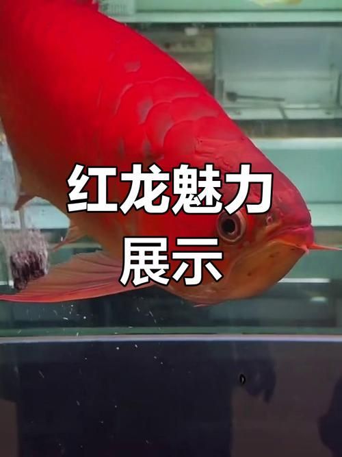 給我推薦一些大田龍魚的品種,亞洲龍魚品種詳解 龍魚百科 第6張 給我推薦一些大田龍魚的品種,亞洲龍魚品種詳解 給我推薦一些大田龍魚的品種,亞洲龍魚品種詳解 龍魚百科 第6張