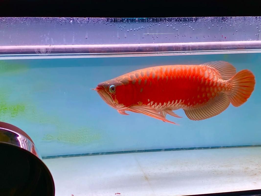 給我推薦一些大田龍魚的品種,亞洲龍魚品種詳解 龍魚百科 第4張 給我推薦一些大田龍魚的品種,亞洲龍魚品種詳解 給我推薦一些大田龍魚的品種,亞洲龍魚品種詳解 龍魚百科 第4張