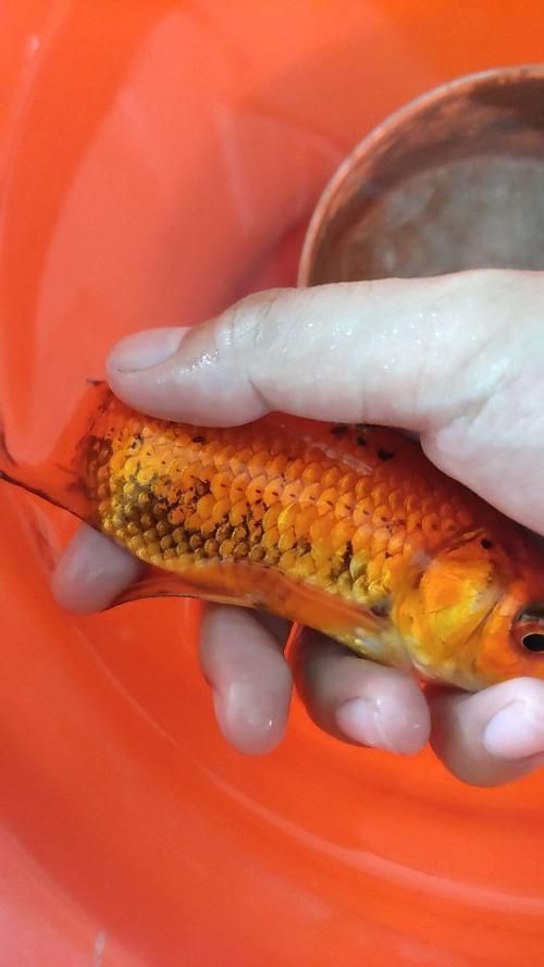 紅色魚類養殖中常見疾病有哪些，紅色魚類養殖中常見疾病 紅色魚類養殖中常見疾病有哪些，紅色魚類養殖中常見疾病 龍魚百科 第6張