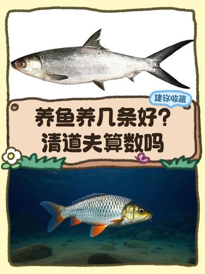 龍魚一般一缸養(yǎng)幾條合適，龍魚一缸養(yǎng)幾條合適