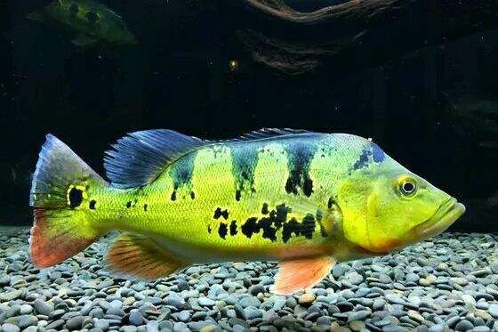 如何辨別真假帝王三間魚(yú)？，如何辨別真假“帝王三間魚(yú)” 如何辨別真假帝王三間魚(yú)？，如何辨別真假“帝王三間魚(yú)” 龍魚(yú)百科 第3張