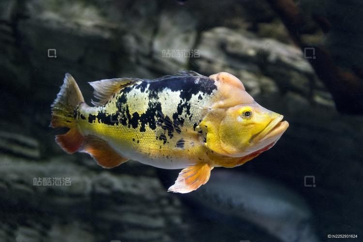 如何辨別真假帝王三間魚(yú)？，如何辨別真假“帝王三間魚(yú)” 如何辨別真假帝王三間魚(yú)？，如何辨別真假“帝王三間魚(yú)” 龍魚(yú)百科 第2張