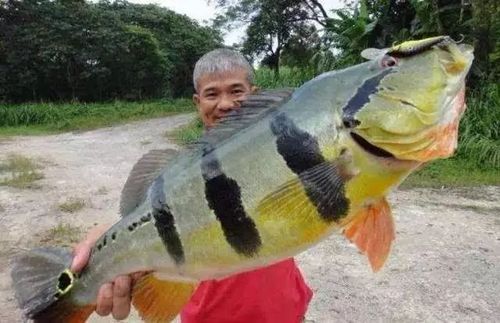 如何辨別真假帝王三間魚？，如何辨別真假“帝王三間魚”