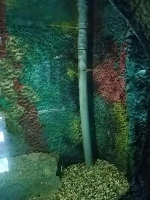 如何辨別真假帝王三間魚(yú)？，如何辨別真假“帝王三間魚(yú)” 如何辨別真假帝王三間魚(yú)？，如何辨別真假“帝王三間魚(yú)” 龍魚(yú)百科 第5張