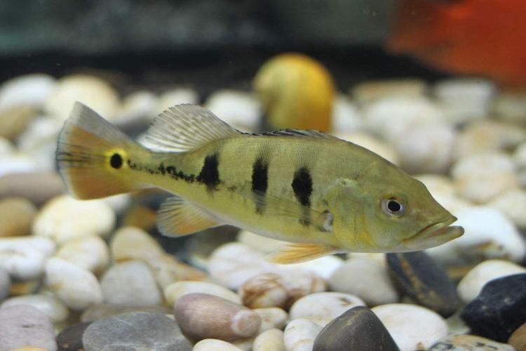 如何辨別真假帝王三間魚(yú)？，如何辨別真假“帝王三間魚(yú)” 如何辨別真假帝王三間魚(yú)？，如何辨別真假“帝王三間魚(yú)” 龍魚(yú)百科 第4張