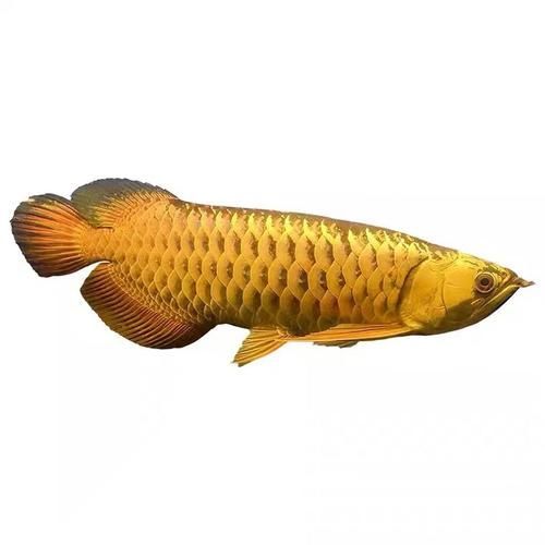 哪種龍魚最適合收藏和投資？，新加坡魚展高價(jià)值龍魚品種投資指南，高價(jià)值龍魚品種投資指南 哪種龍魚最適合收藏和投資？，新加坡魚展高價(jià)值龍魚品種投資指南，高價(jià)值龍魚品種投資指南 龍魚百科 第6張