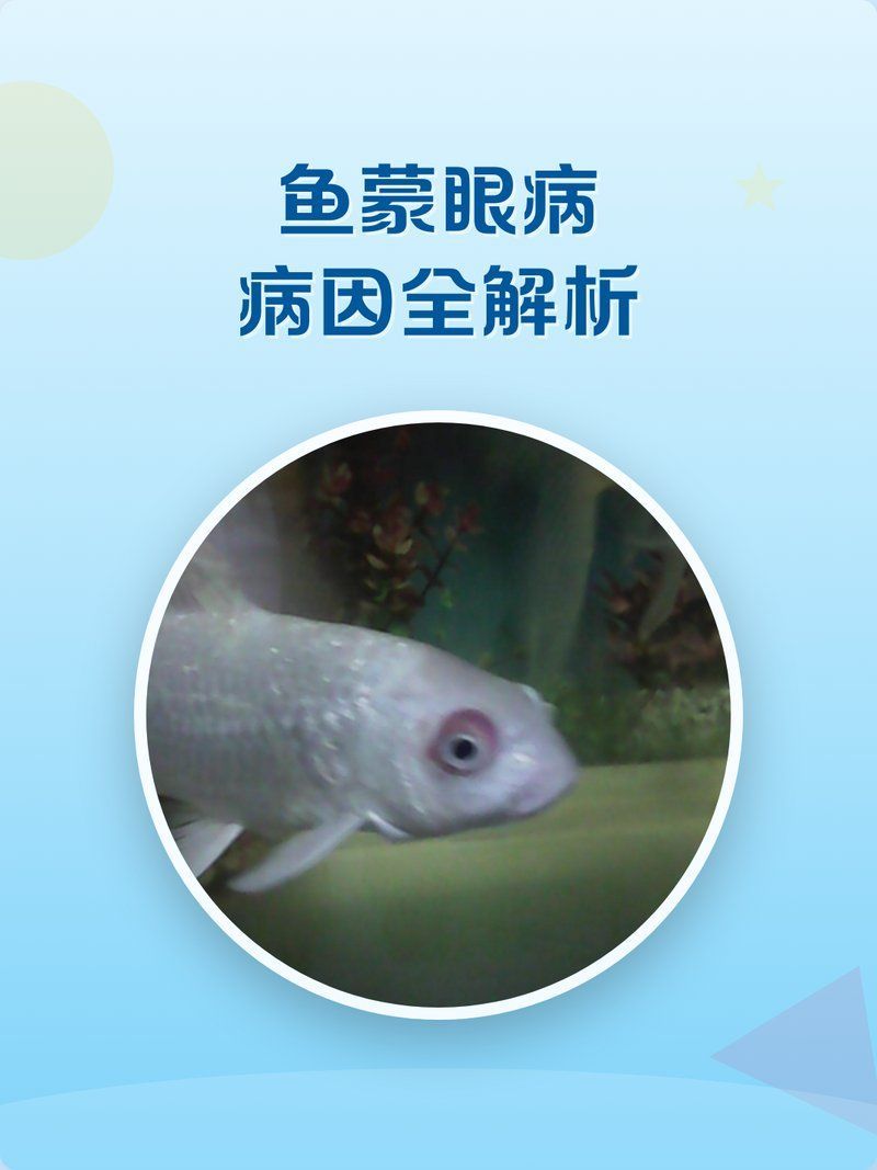 如何判斷魚是否患有蒙眼病，如何判斷魚患有蒙眼病 如何判斷魚是否患有蒙眼病，如何判斷魚患有蒙眼病 龍魚百科 第1張