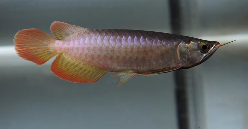 給我一些紅龍魚BTL的圖片，《魔獸世界》中，藍龍薩菲隆的技能是什么？ 給我一些紅龍魚BTL的圖片，《魔獸世界》中，藍龍薩菲隆的技能是什么？ 龍魚百科 第6張