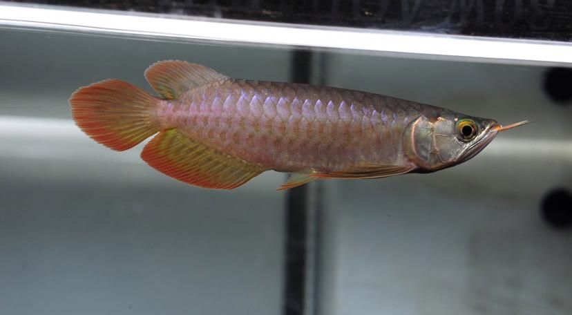 給我一些紅龍魚BTL的圖片，《魔獸世界》中，藍龍薩菲隆的技能是什么？ 給我一些紅龍魚BTL的圖片，《魔獸世界》中，藍龍薩菲隆的技能是什么？ 龍魚百科 第3張