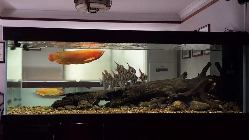 給我一些紅龍魚BTL的圖片，《魔獸世界》中，藍龍薩菲隆的技能是什么？ 給我一些紅龍魚BTL的圖片，《魔獸世界》中，藍龍薩菲隆的技能是什么？ 龍魚百科 第4張