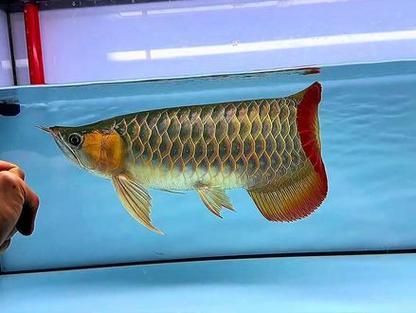 白子紅龍魚(yú)的品相如何判斷？