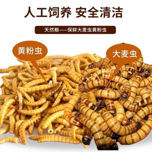 有哪些品牌龍魚魚糧性價比高？，性價比高的龍魚魚糧品牌的龍魚魚糧性價比高的品牌 有哪些品牌龍魚魚糧性價比高？，性價比高的龍魚魚糧品牌的龍魚魚糧性價比高的品牌 龍魚百科 第21張