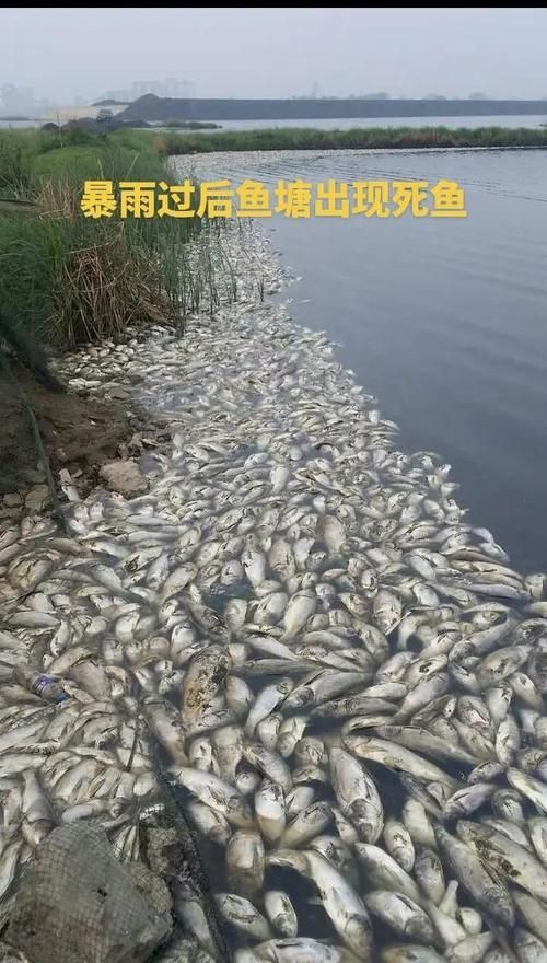 如何科學(xué)處理死魚(yú)，mcp工具調(diào)用arxiv論文助手mcp工具調(diào)用arxiv論文