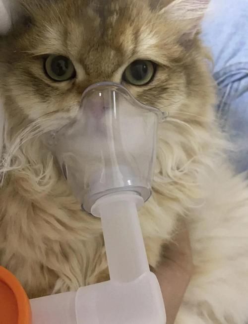 如何判斷動物是否適合鹽療，arxiv論文助手判斷動物是否適合鹽療，鹽療是否適合鹽療 如何判斷動物是否適合鹽療，arxiv論文助手判斷動物是否適合鹽療，鹽療是否適合鹽療 龍魚百科 第1張