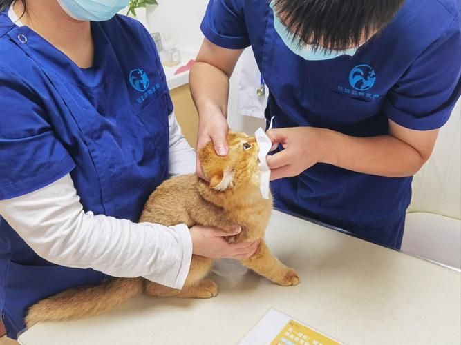 如何判斷動物是否適合鹽療，arxiv論文助手判斷動物是否適合鹽療，鹽療是否適合鹽療 如何判斷動物是否適合鹽療，arxiv論文助手判斷動物是否適合鹽療，鹽療是否適合鹽療 龍魚百科 第4張