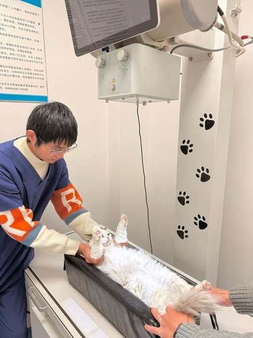 如何判斷動物是否適合鹽療，arxiv論文助手判斷動物是否適合鹽療，鹽療是否適合鹽療 如何判斷動物是否適合鹽療，arxiv論文助手判斷動物是否適合鹽療，鹽療是否適合鹽療 龍魚百科 第3張