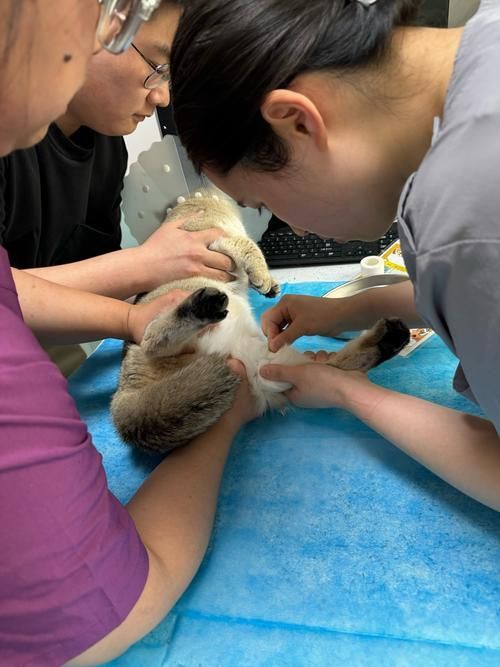 如何判斷動物是否適合鹽療，arxiv論文助手判斷動物是否適合鹽療，鹽療是否適合鹽療 如何判斷動物是否適合鹽療，arxiv論文助手判斷動物是否適合鹽療，鹽療是否適合鹽療 龍魚百科 第5張