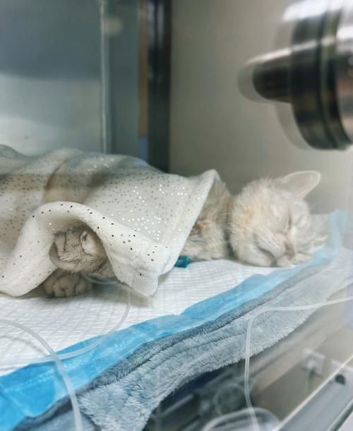 如何判斷動物是否適合鹽療，arxiv論文助手判斷動物是否適合鹽療，鹽療是否適合鹽療 如何判斷動物是否適合鹽療，arxiv論文助手判斷動物是否適合鹽療，鹽療是否適合鹽療 龍魚百科 第6張