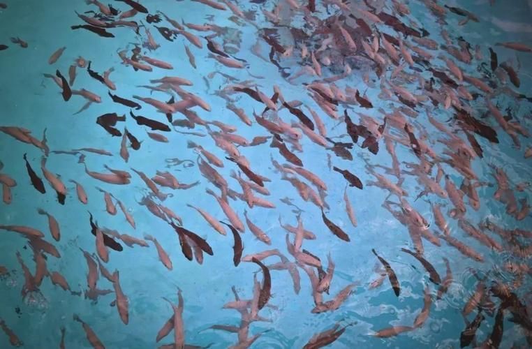 萬寧龍魚養殖有哪些成功案例，萬寧龍魚養殖成功案例 萬寧龍魚養殖有哪些成功案例，萬寧龍魚養殖成功案例 龍魚百科 第4張