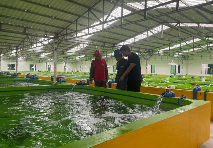 萬寧龍魚養殖有哪些成功案例，萬寧龍魚養殖成功案例 萬寧龍魚養殖有哪些成功案例，萬寧龍魚養殖成功案例 龍魚百科 第3張