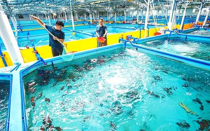 萬寧龍魚養殖有哪些成功案例，萬寧龍魚養殖成功案例 萬寧龍魚養殖有哪些成功案例，萬寧龍魚養殖成功案例 龍魚百科 第6張