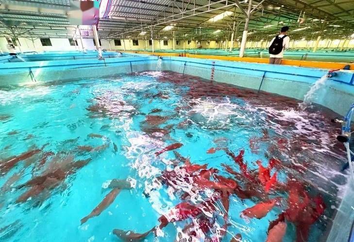 萬寧龍魚養殖有哪些成功案例，萬寧龍魚養殖成功案例 萬寧龍魚養殖有哪些成功案例，萬寧龍魚養殖成功案例 龍魚百科 第5張