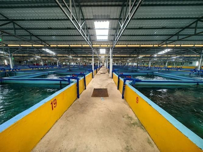 萬寧龍魚養殖有哪些成功案例，萬寧龍魚養殖成功案例 萬寧龍魚養殖有哪些成功案例，萬寧龍魚養殖成功案例 龍魚百科 第2張