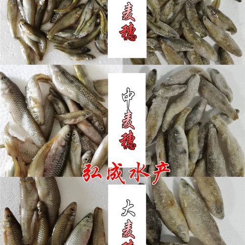 給我一些龍魚飼養的實用技巧,龍魚飼養實用技巧 龍魚百科 第12張 給我一些龍魚飼養的實用技巧,龍魚飼養實用技巧 給我一些龍魚飼養的實用技巧,龍魚飼養實用技巧 龍魚百科 第12張