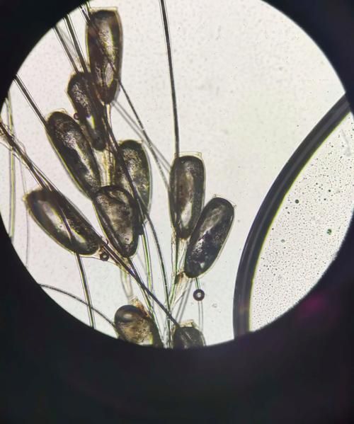 如何區(qū)分鲺和魚虱的卵，如何區(qū)分“鲺”與“魚虱”