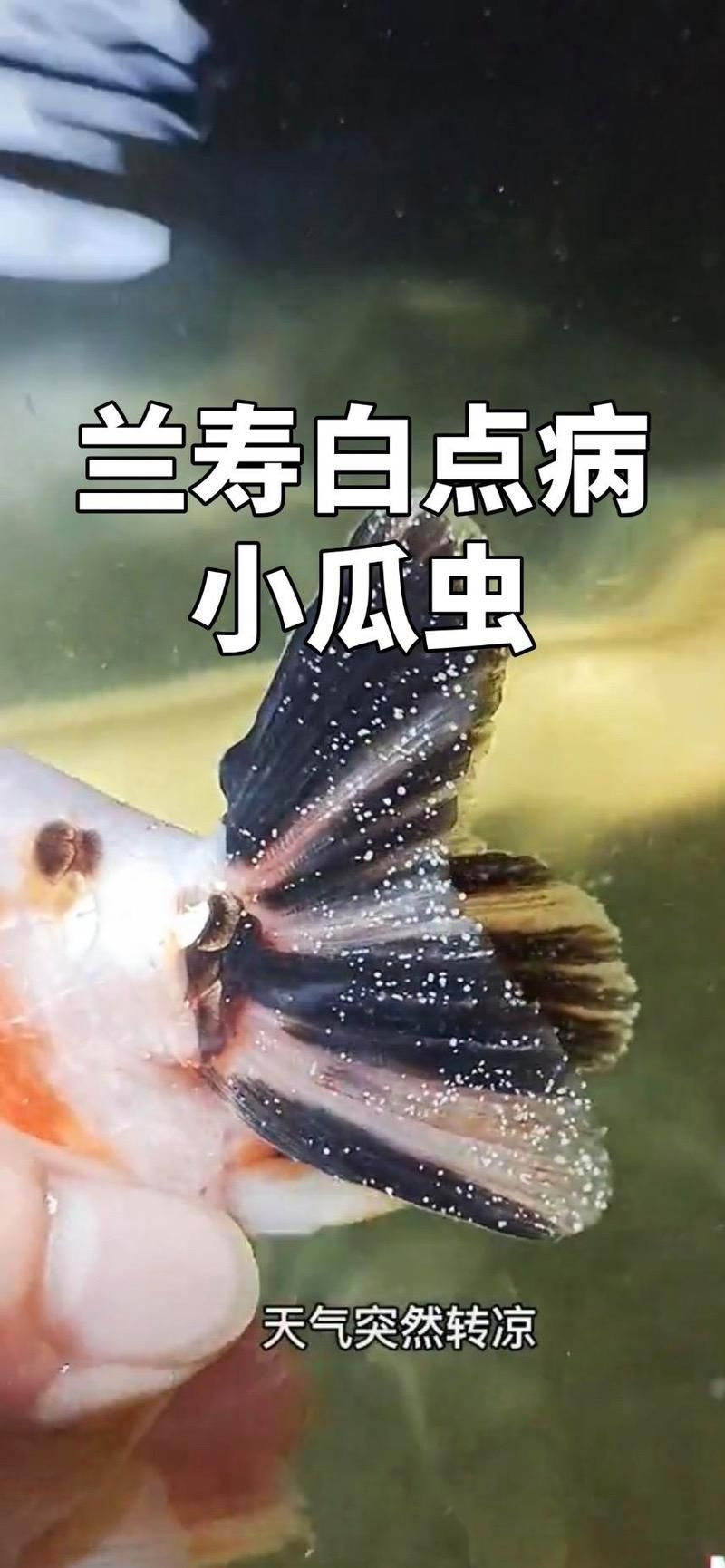 如何判斷金魚是否感染，如何判斷金魚感染 如何判斷金魚是否感染，如何判斷金魚感染 龍魚百科 第4張