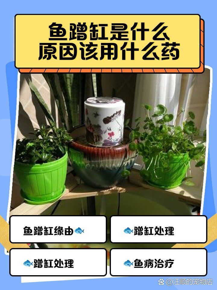 龍魚頻繁擺頭蹭缸怎么辦？，龍魚頻繁擺頭蹭缸怎么辦 龍魚頻繁擺頭蹭缸怎么辦？，龍魚頻繁擺頭蹭缸怎么辦 龍魚百科 第1張