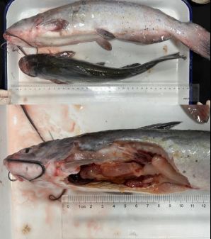 哪些魚種對氟苯尼考敏感，哪些魚種該如何防治氟苯尼考 哪些魚種對氟苯尼考敏感，哪些魚種該如何防治氟苯尼考 龍魚百科 第3張