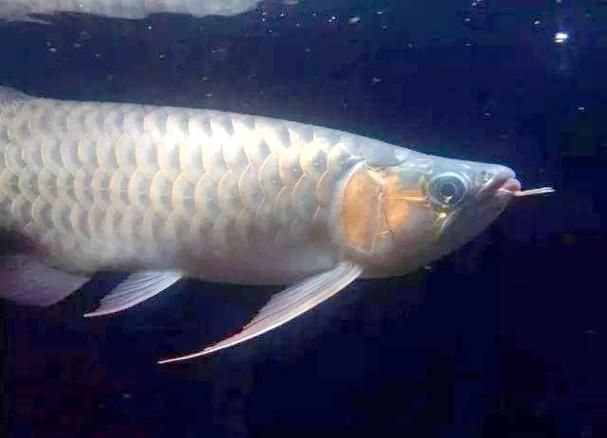 給我一些雙橋龍魚的圖片，雙橋龍魚的繁殖難度，雙橋龍魚是否真實存在？ 給我一些雙橋龍魚的圖片，雙橋龍魚的繁殖難度，雙橋龍魚是否真實存在？ 龍魚百科 第5張