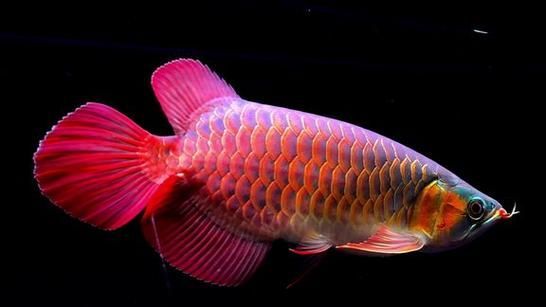 寬身紅龍魚的市場(chǎng)價(jià)格范圍 寬身紅龍魚的市場(chǎng)價(jià)格范圍 龍魚百科 第4張