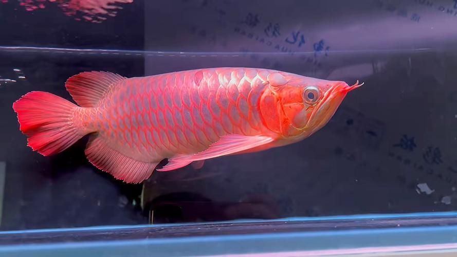 寬身紅龍魚的市場(chǎng)價(jià)格范圍 寬身紅龍魚的市場(chǎng)價(jià)格范圍 龍魚百科 第3張