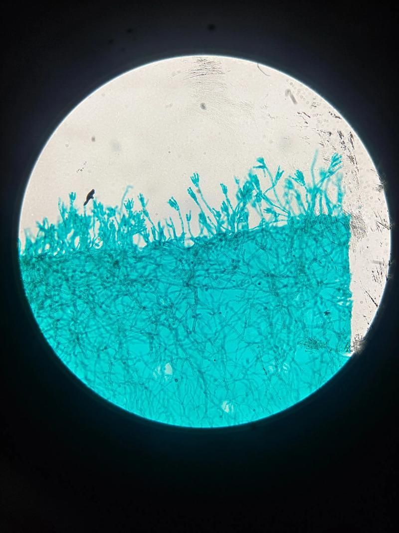 有哪些生物可以控制白色線蟲，arxiv論文助手（arxiv論文助手）arxiv論文助手 有哪些生物可以控制白色線蟲，arxiv論文助手（arxiv論文助手）arxiv論文助手 龍魚百科 第4張