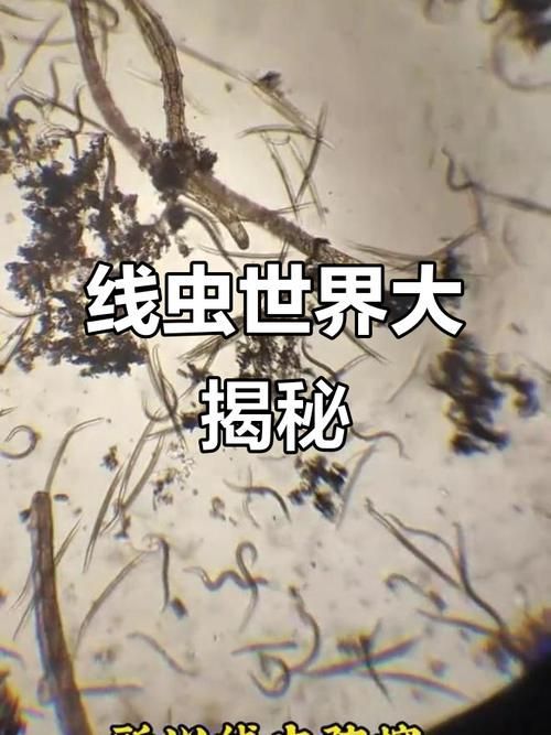 有哪些生物可以控制白色線蟲，arxiv論文助手（arxiv論文助手）arxiv論文助手 有哪些生物可以控制白色線蟲，arxiv論文助手（arxiv論文助手）arxiv論文助手 龍魚百科 第5張