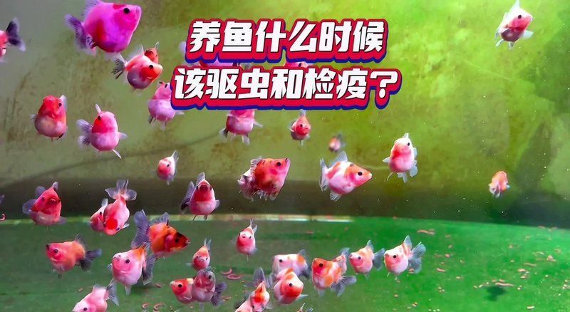 如何預(yù)防魚交叉感染，arxiv論文助手arxiv論文助手（arxiv論文助手） 如何預(yù)防魚交叉感染，arxiv論文助手arxiv論文助手（arxiv論文助手） 龍魚百科 第1張
