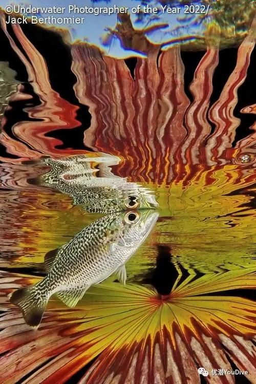 推薦一些龍魚攝影的獲獎作品，國際攝影賽事中的龍魚攝影作品 推薦一些龍魚攝影的獲獎作品，國際攝影賽事中的龍魚攝影作品 龍魚百科 第6張