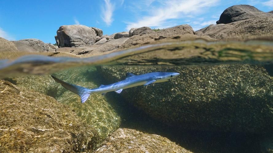 能否提供鯊魚緩慢穿梭的圖片或視頻？，“鯊魚緩慢穿梭”視覺素材廣泛存在于自然攝影、水族館記錄中 能否提供鯊魚緩慢穿梭的圖片或視頻？，“鯊魚緩慢穿梭”視覺素材廣泛存在于自然攝影、水族館記錄中 龍魚百科 第3張