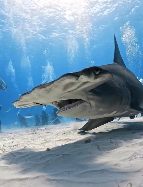 能否提供鯊魚緩慢穿梭的圖片或視頻？，“鯊魚緩慢穿梭”視覺素材廣泛存在于自然攝影、水族館記錄中 能否提供鯊魚緩慢穿梭的圖片或視頻？，“鯊魚緩慢穿梭”視覺素材廣泛存在于自然攝影、水族館記錄中 龍魚百科 第4張