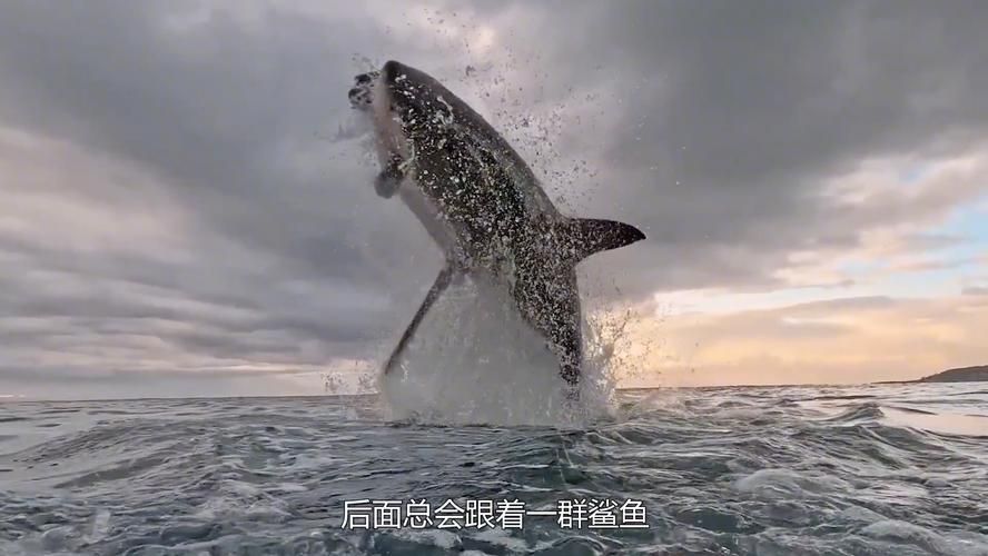 能否提供鯊魚緩慢穿梭的圖片或視頻？，“鯊魚緩慢穿梭”視覺素材廣泛存在于自然攝影、水族館記錄中 能否提供鯊魚緩慢穿梭的圖片或視頻？，“鯊魚緩慢穿梭”視覺素材廣泛存在于自然攝影、水族館記錄中 龍魚百科 第8張