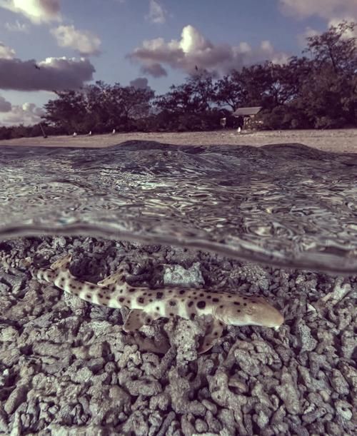 能否提供鯊魚緩慢穿梭的圖片或視頻？，“鯊魚緩慢穿梭”視覺素材廣泛存在于自然攝影、水族館記錄中 能否提供鯊魚緩慢穿梭的圖片或視頻？，“鯊魚緩慢穿梭”視覺素材廣泛存在于自然攝影、水族館記錄中 龍魚百科 第11張