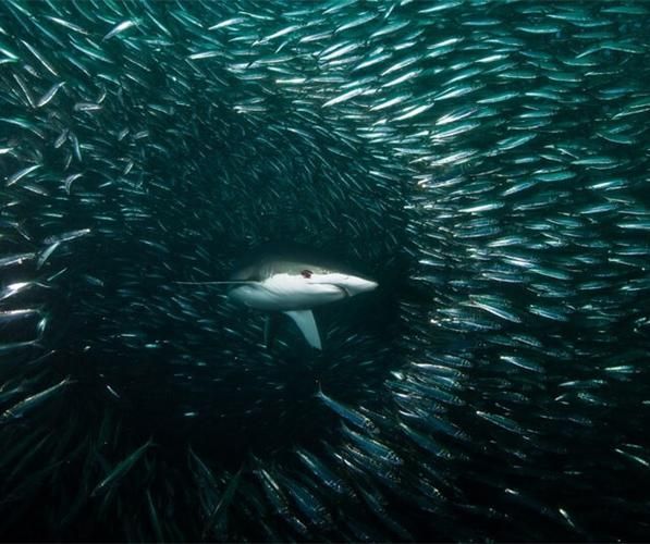 能否提供鯊魚緩慢穿梭的圖片或視頻？，“鯊魚緩慢穿梭”視覺素材廣泛存在于自然攝影、水族館記錄中 能否提供鯊魚緩慢穿梭的圖片或視頻？，“鯊魚緩慢穿梭”視覺素材廣泛存在于自然攝影、水族館記錄中 龍魚百科 第12張