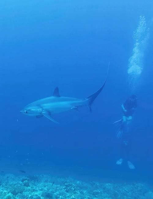 能否提供鯊魚緩慢穿梭的圖片或視頻？，“鯊魚緩慢穿梭”視覺素材廣泛存在于自然攝影、水族館記錄中 能否提供鯊魚緩慢穿梭的圖片或視頻？，“鯊魚緩慢穿梭”視覺素材廣泛存在于自然攝影、水族館記錄中 龍魚百科 第6張