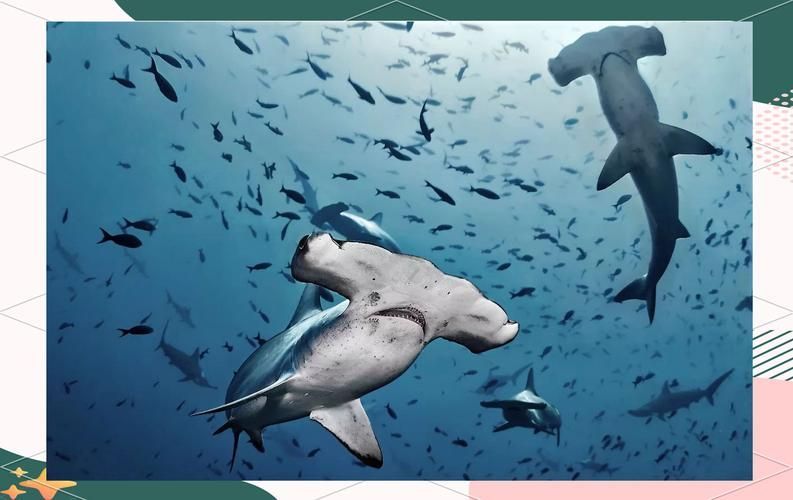 能否提供鯊魚緩慢穿梭的圖片或視頻？，“鯊魚緩慢穿梭”視覺素材廣泛存在于自然攝影、水族館記錄中 能否提供鯊魚緩慢穿梭的圖片或視頻？，“鯊魚緩慢穿梭”視覺素材廣泛存在于自然攝影、水族館記錄中 龍魚百科 第17張